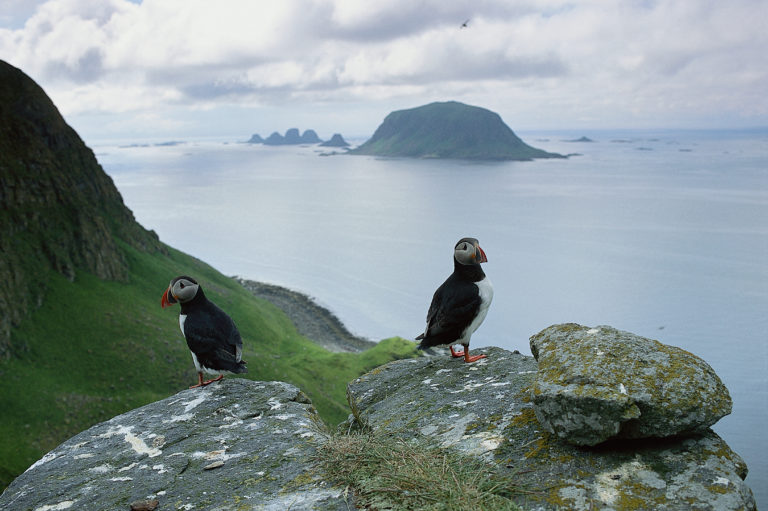 Puffins at the large bird cliffs on Røst, Lofoten. Photo: Bård Løken / nordnorge.com