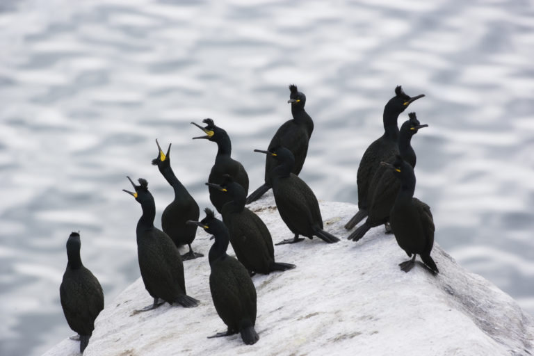 Common Shag (Gulosus aristotelis) at Røst. Photo: Roy Magersnes / nordnorge.com