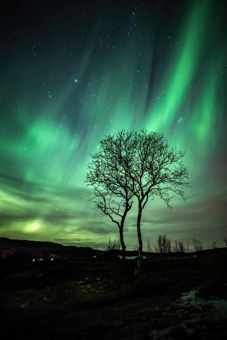 A lonely tree is a possibility for Kristoffer © Kristoffer Vangen