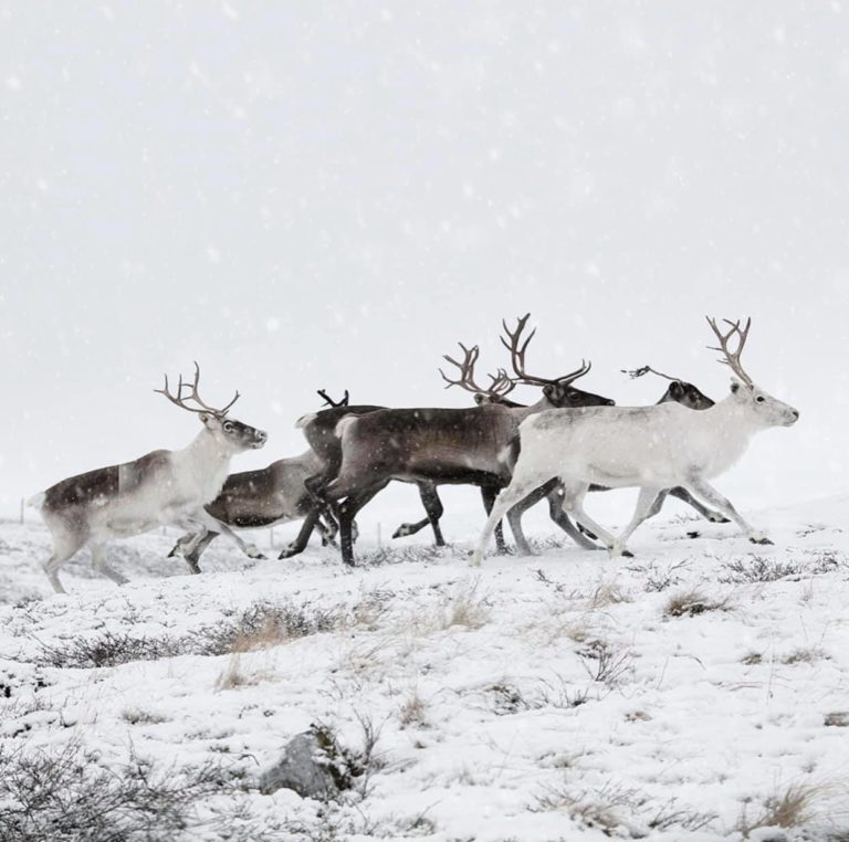 Reindeer herding is an important sami tradition and way of life. Photo: Finnmark Rein
