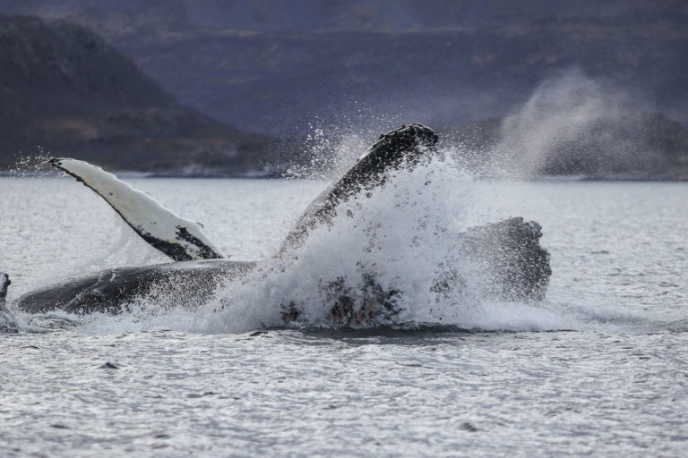 The humpback gathers speed deep down, then gulps 1500 herrings in one go and lands heavily on the surface. Bonne digestion © Francisco Damm/Green Gold of Norway