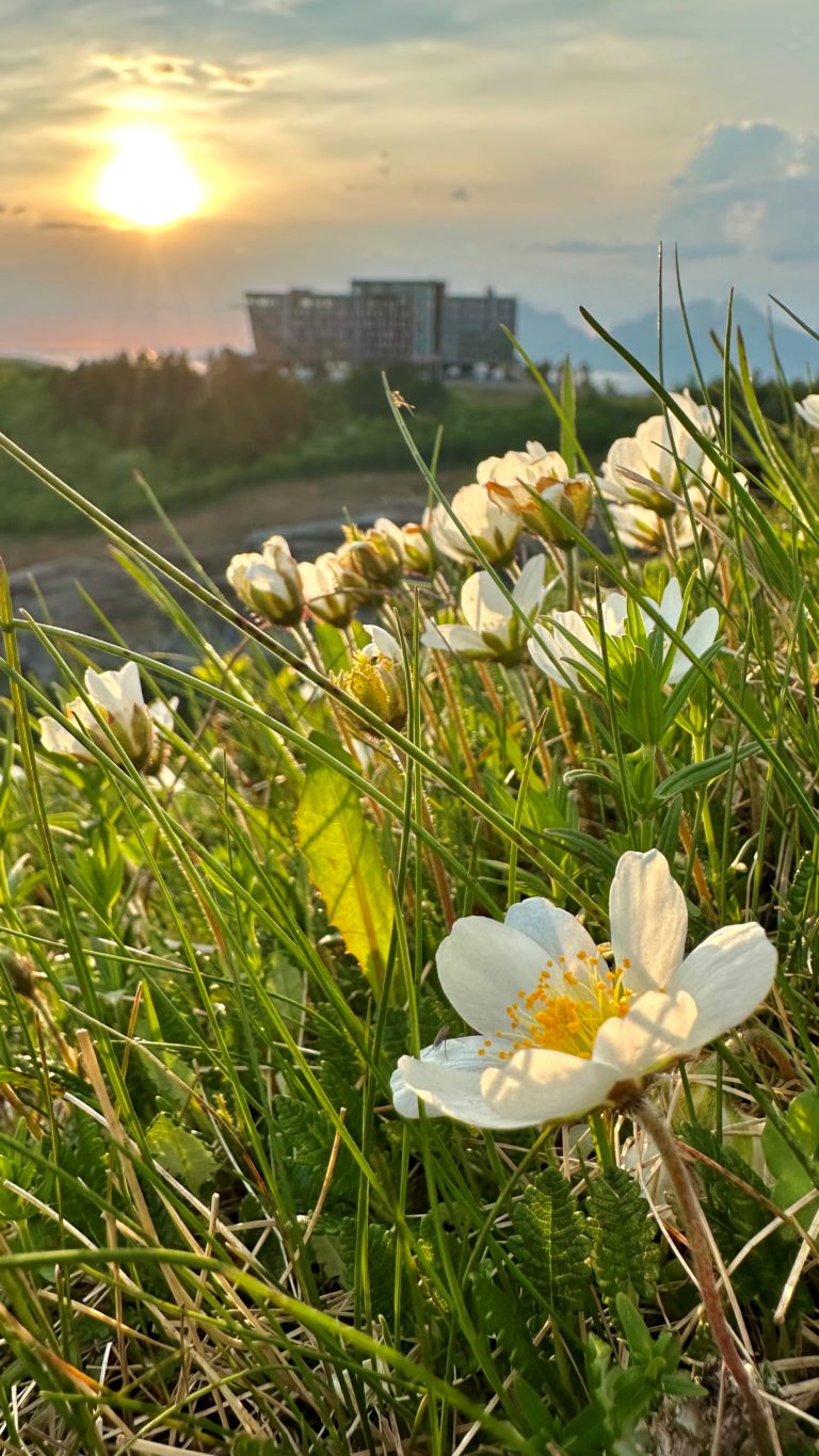 Reinrose flowers in front of Wood Hotel Bodø and Keiserstien. Photo: Roger Johansen / nordnorge.com